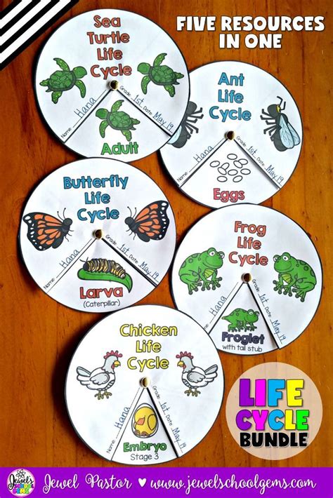 Kindergarten Lesson Life Cycle Of An Animal Betterlesson Kindergarten Animal Lessons - Kindergarten Animal Lessons