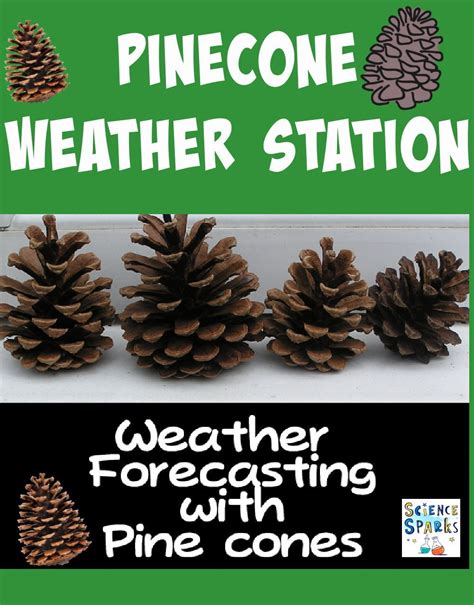 Kindergarten Pine Cone Weather Forecast Science Experiment And Pine Kindergarten Worksheet - Pine Kindergarten Worksheet
