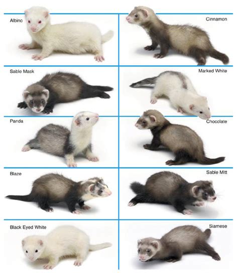 Kinds Of Ferrets