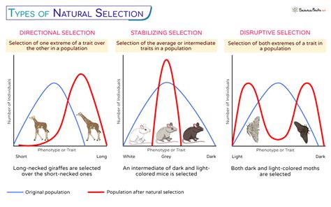 Kinds Of Natural Selection