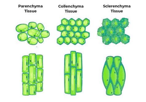 Kinds Of Simple Permanent Tissues