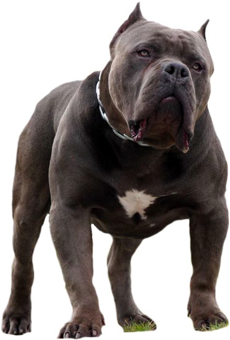 king casino american bully ciyn