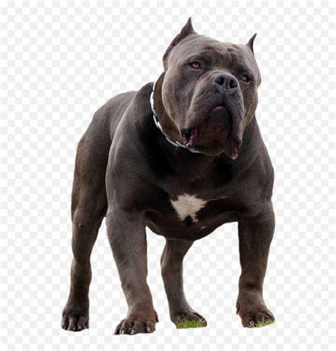 king casino american bully qczk france