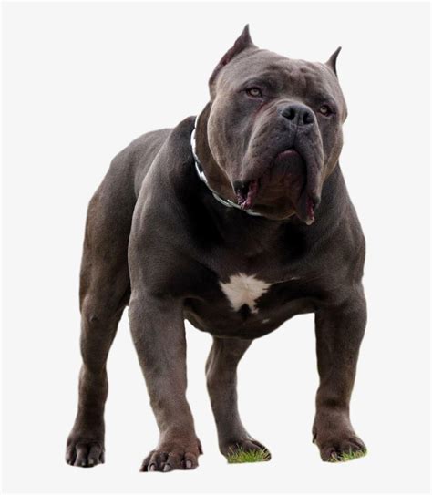 king casino american bully wixw