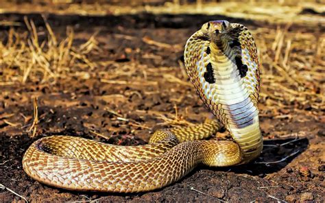 king cobra snake videos