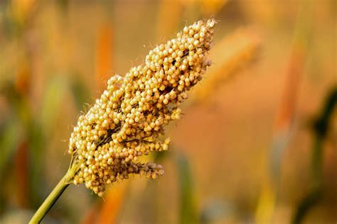 King Of Millets