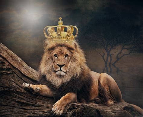 King Of The Leon Use Somebody