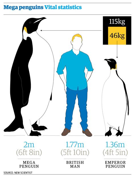 King Penguin Height