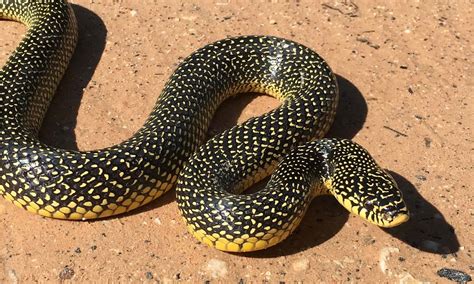 king snake texas