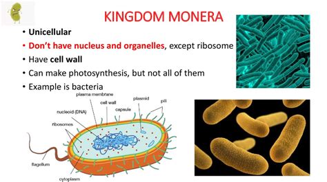 Kingdom Monera Classification Characteristics Importance Examples Bacteria Typical Monerans Worksheet Answers - Bacteria Typical Monerans Worksheet Answers