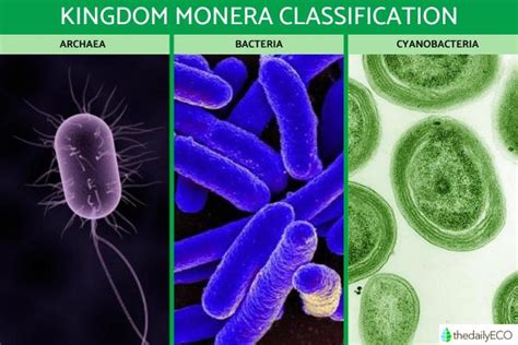 Kingdom Monera Examples