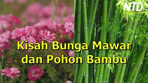 Kisah Inspiratif Bunga Mawar Dan Bambu Anda Pasti Sebutkan Latar Cerita Pada Dongeng Bunga Mawar Dan Pohon Bambu - Sebutkan Latar Cerita Pada Dongeng Bunga Mawar Dan Pohon Bambu