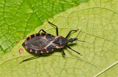 Kiss Bug Insect