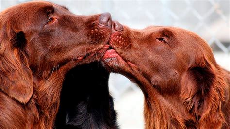 kiss dogs love