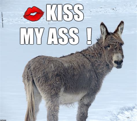 kiss my donkey meme