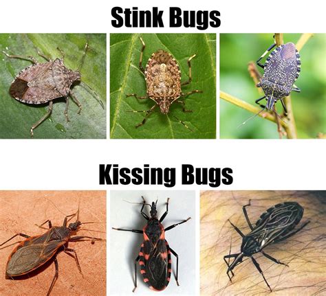 kissing bug good or bad luck