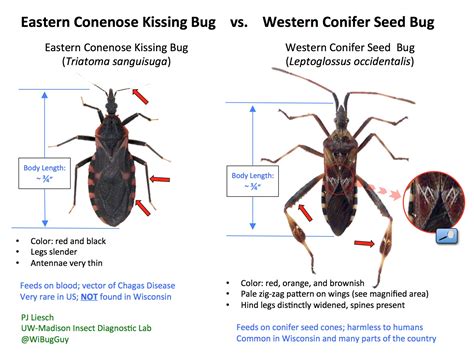kissing bug vs