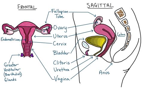 kissing neck description anatomy diagram female reproductive