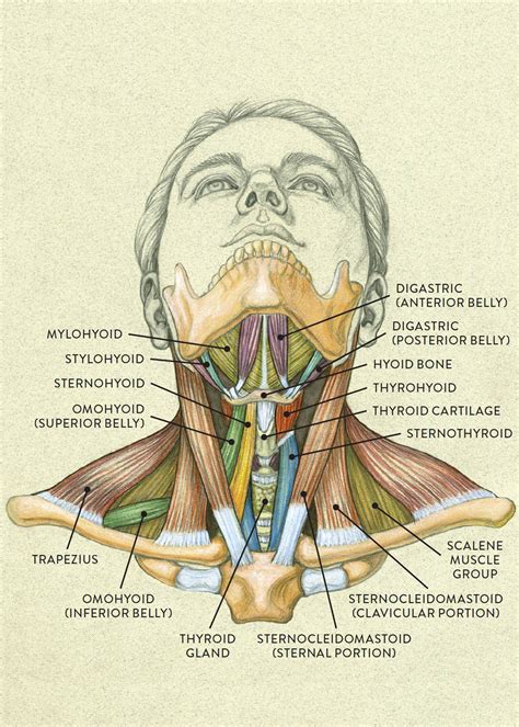 kissing neck description anatomy diagram labeled images