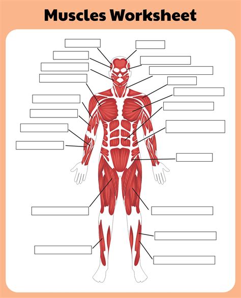 kissing neck description anatomy diagram labeled worksheet