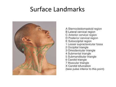 kissing neck description anatomy diagram labeled