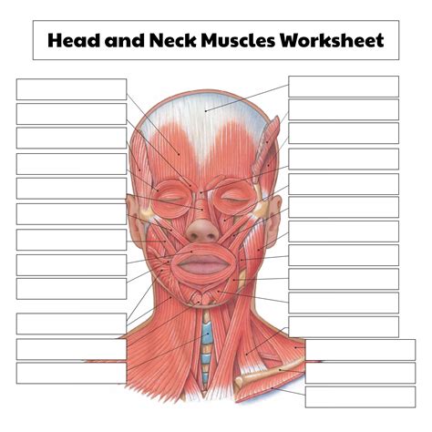 kissing neck description anatomy diagram worksheet 2