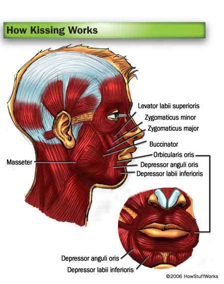 kissing neck description anatomy images diagram template