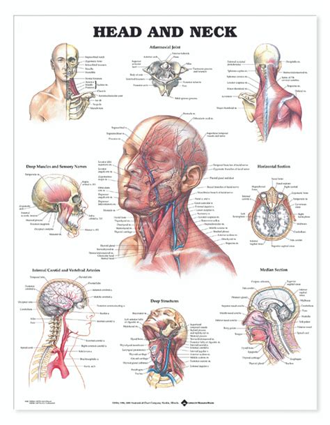 kissing neck description anatomy images labeled chart