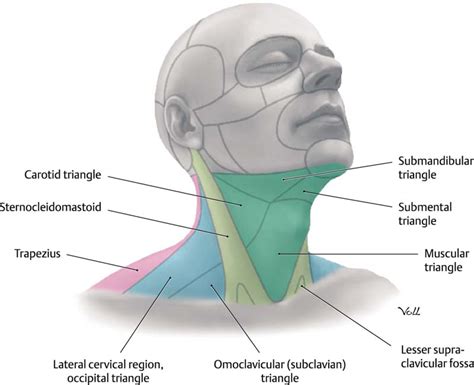 kissing neck description anatomy pictures body parts