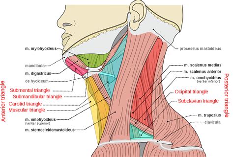 kissing neck description anatomy pictures labeled pictures