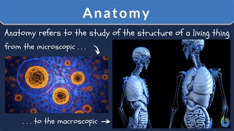 kissing neck description definition anatomy definition biology