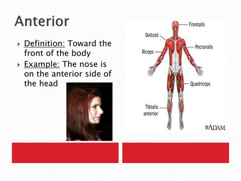 kissing neck description definition anatomy definition chemistry