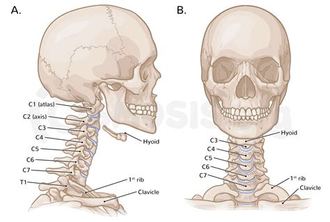 kissing neck descriptions anatomy bones