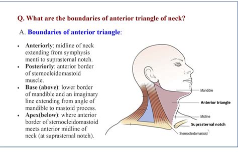 kissing neck descriptions anatomy diagram