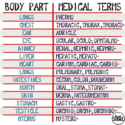 kissing passionately meaning medical terms dictionary chart