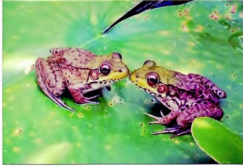Read Online Kissing Frogs 