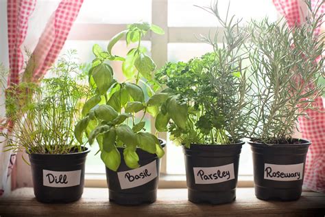Kitchen Garden Plants