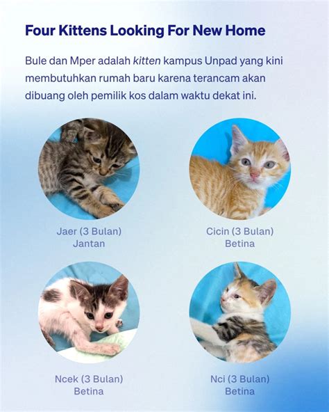 kitten adalah | Mai Vn Li
