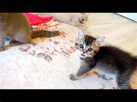 kittens is crying for mother😿 - YouTube