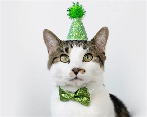 Kitty Cats Wearing Party Hats