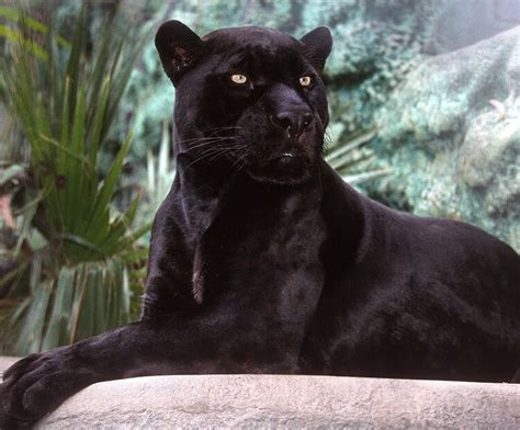 Kitty jaguar