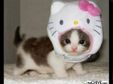 Kitty Pictures Funny