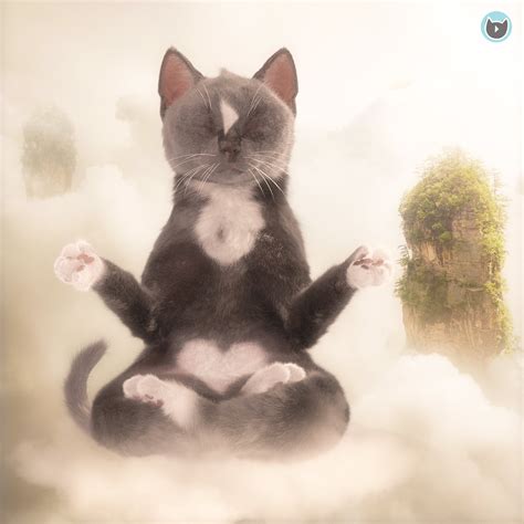 kittyzenn