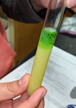 Kiwi Dna Experiment