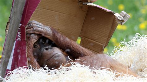 Klappe Zu Affe Tot