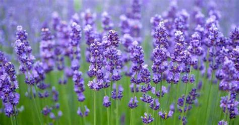 Klasifikasi Dan Morfologi Tanaman Bunga Lavender Warna Lavender Tua - Warna Lavender Tua