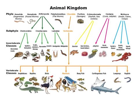 klasifikasi kingdom animalia pdf
