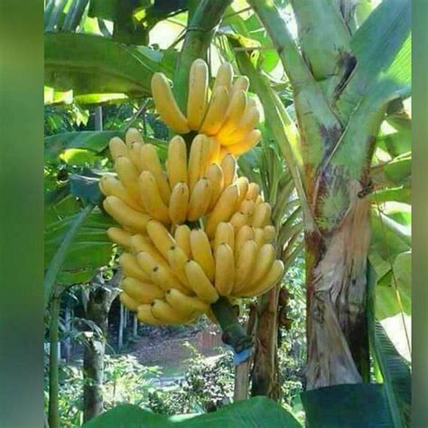 klasifikasi pohon pisang