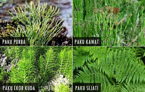 klasifikasi pteridophyta