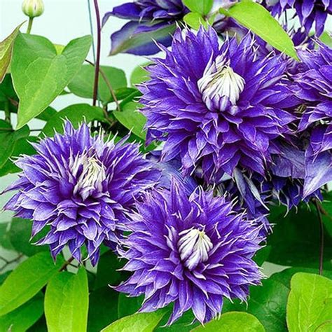 klematis multi blue